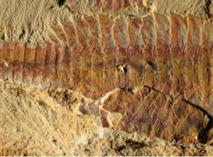 O que são fósseis?